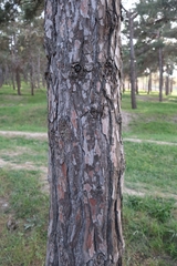 Pinus brutia eldarica