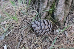 Pinus brutia eldarica