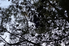 Pinus brutia eldarica