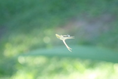 Oxytate argenteooculata