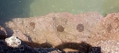 Eudistoma