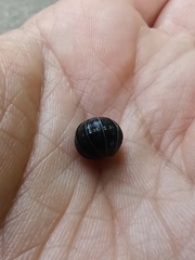 Armadillidium vulgare