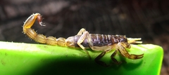 Centruroides edwardsii