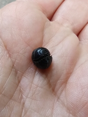 Armadillidium vulgare