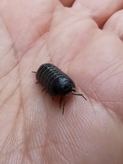 Armadillidium vulgare