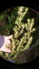 Cliffortia filifolia