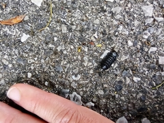Armadillidium vulgare