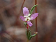 Clarkia affinis