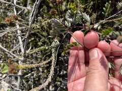 Indigofera mundiana