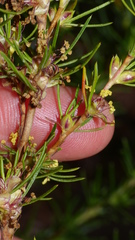 Cliffortia filifolia