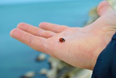 Coccinella septempunctata