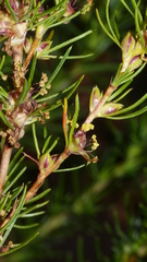 Cliffortia filifolia