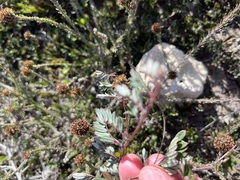 Indigofera mundiana