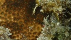 Leptastrea purpurea