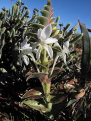 Lapeirousia pyramidalis pyramidalis