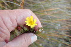 Ursinia quinquepartita