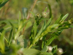 Tricholepis amplexicaulis
