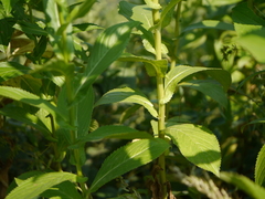 Tricholepis amplexicaulis