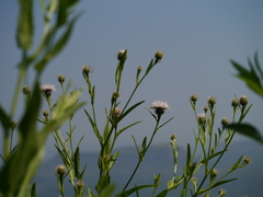 Tricholepis amplexicaulis