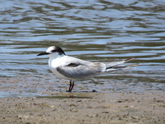 Sterna hirundo hirundo