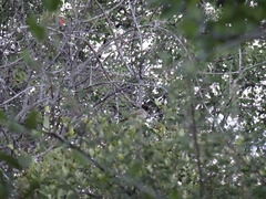 Pycnonotus nigricans