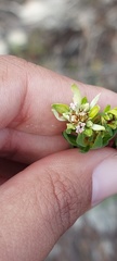 Euchaetis longibracteata