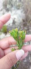 Euchaetis longibracteata