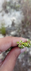 Euchaetis longibracteata