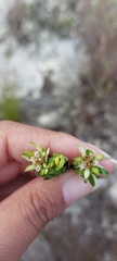Euchaetis longibracteata