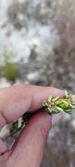 Euchaetis longibracteata