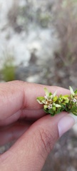 Euchaetis longibracteata