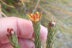 Ursinia quinquepartita