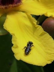 Ceratina perforatrix pyramidalis