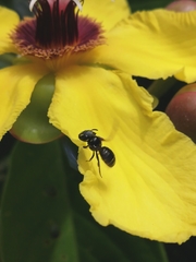 Ceratina perforatrix pyramidalis