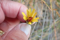 Ursinia quinquepartita