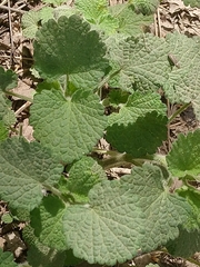 Marrubieae