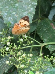Cupha erymanthis lotis
