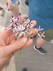 Melia azedarach