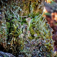 Cladonia carneola