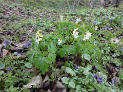 Corydalis cava cava