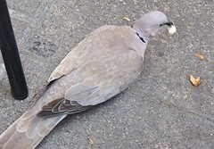 Streptopelia decaocto