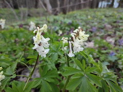 Corydalis cava cava