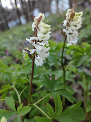 Corydalis cava cava