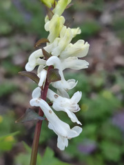 Corydalis cava cava