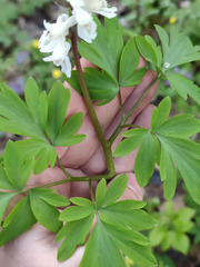 Corydalis cava cava