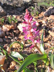 Lachenalia splendida