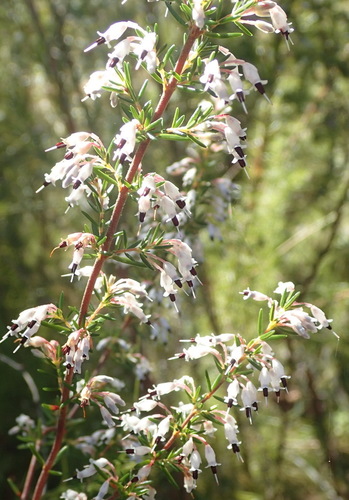 Image of Erica fuscescens by (c) Nicola van Berkel, some rights reserved (CC BY-SA)