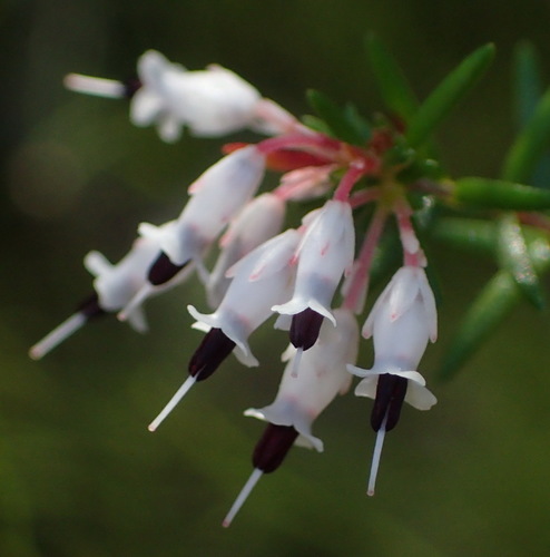 Image of Erica fuscescens by (c) Nicola van Berkel, some rights reserved (CC BY-SA)