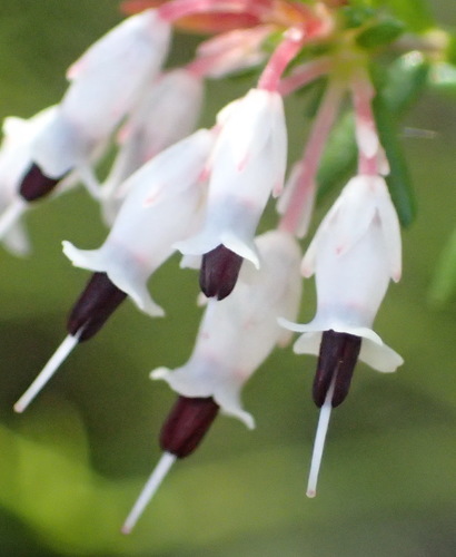 Image of Erica fuscescens by (c) Nicola van Berkel, some rights reserved (CC BY-SA)