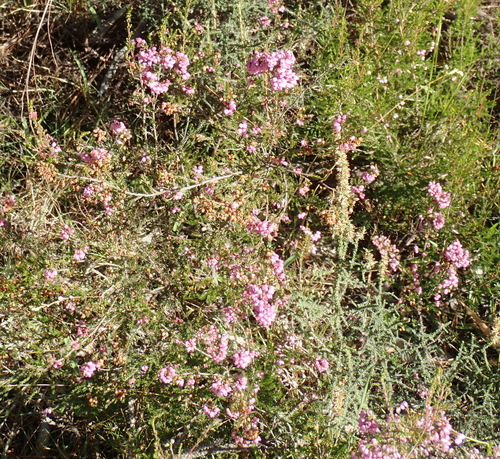 Image of Erica gracilis by (c) Nicola van Berkel, some rights reserved (CC BY-SA)